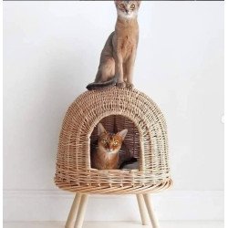 Duo Félin en Harmonie : Élégance et Confort Naturel